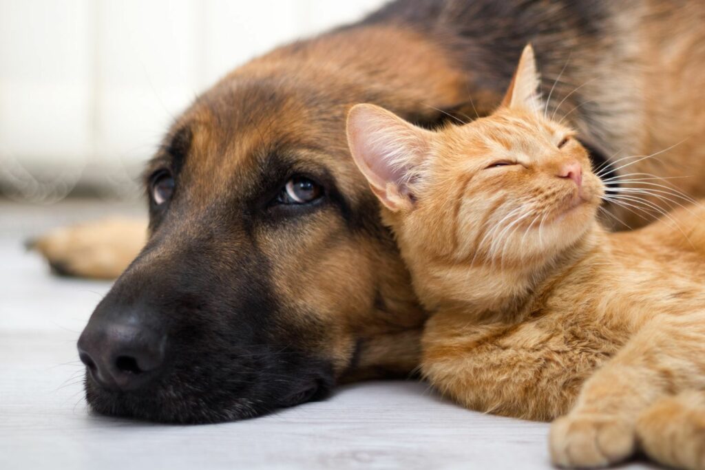 Hunde und Katzen gegen Kinderallergien