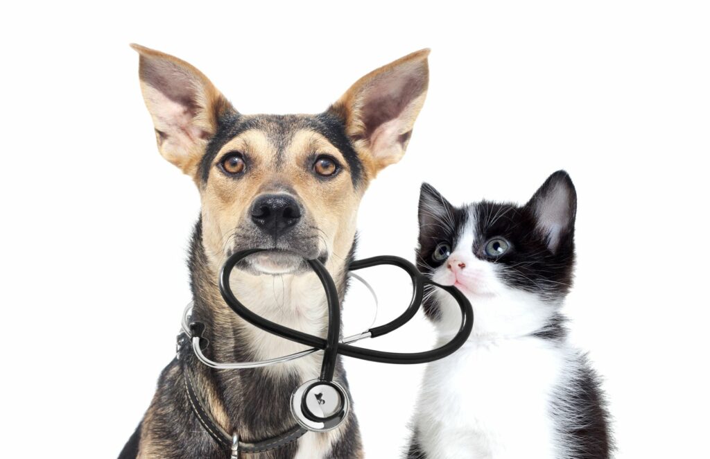Hunde Katze Tierversicherung
