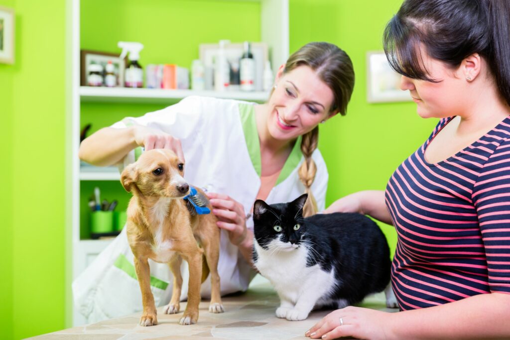 Haustiere beim Tierarzt