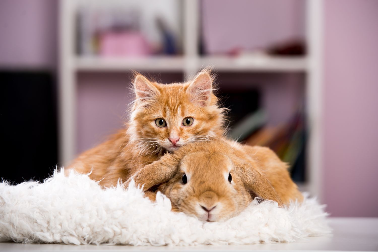 Зайчик и котик обнимаются