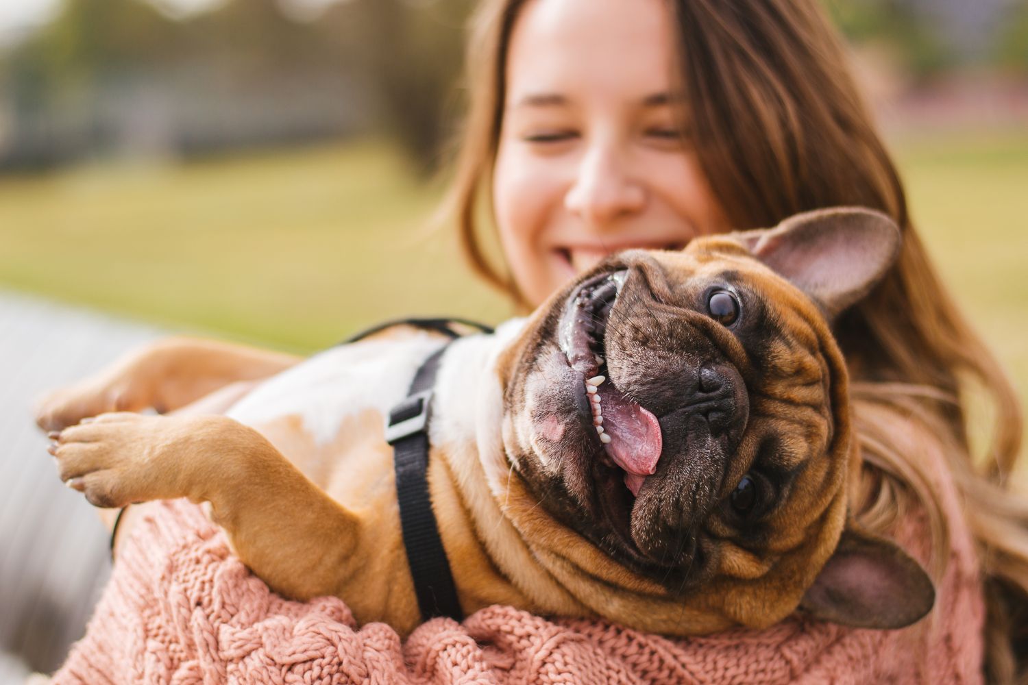 Die Bayerische Tierversicherung für Katzen, Hunde und Pferde im Test