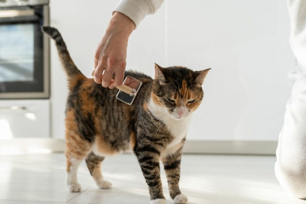 Haustiere-Wellness Katze