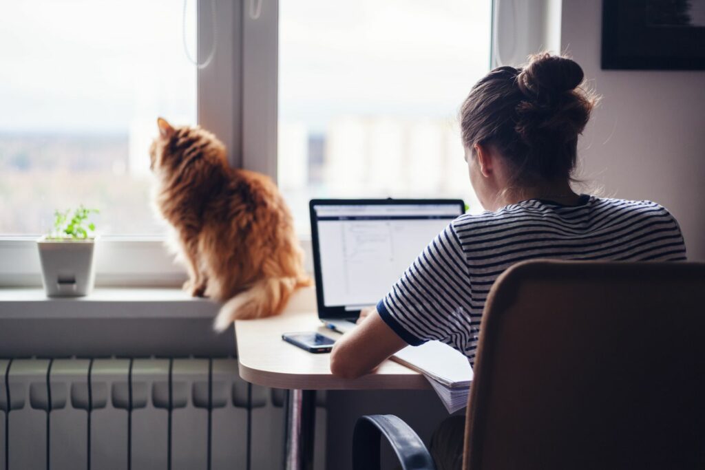 Katze in Mietwohnung: Homeoffice