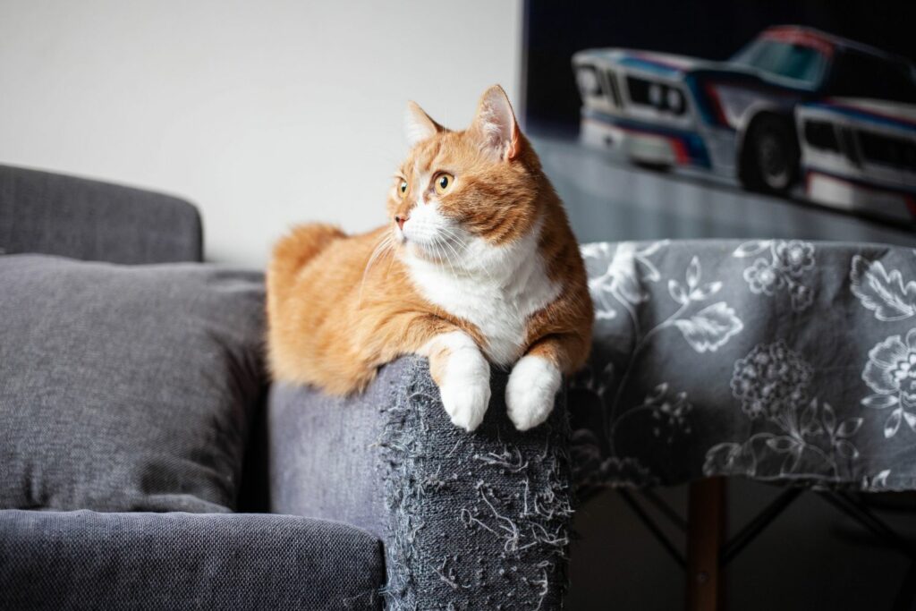 Katze in Mietwohnung: Schaden