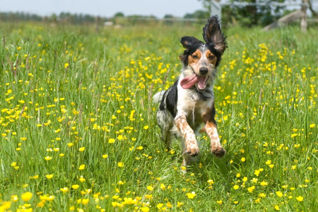 fragen für tierbesitzer auslauf