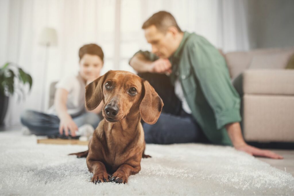 Heimtierstudie: Hundebesitzer