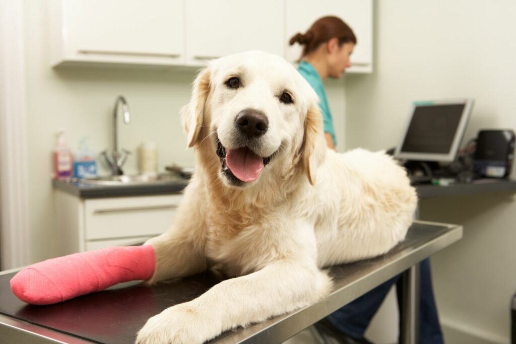 forsa-Studie: Hundedoktor