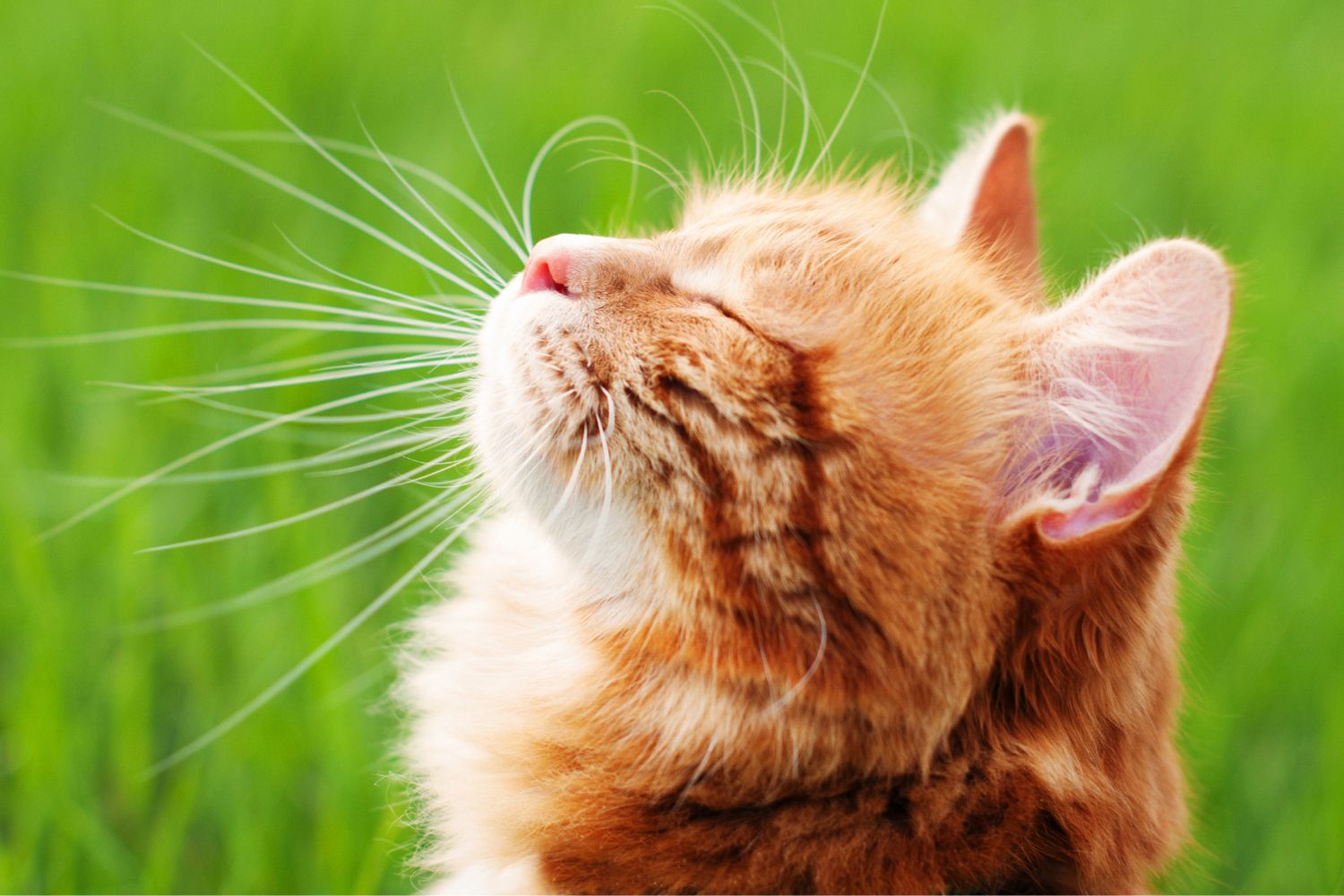 Gesundheit Katze