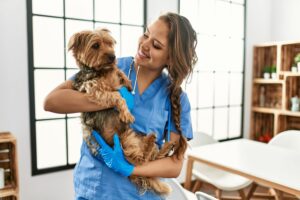 Hundekrankenversicherung