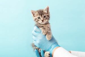 Katzenkrankenversicherung