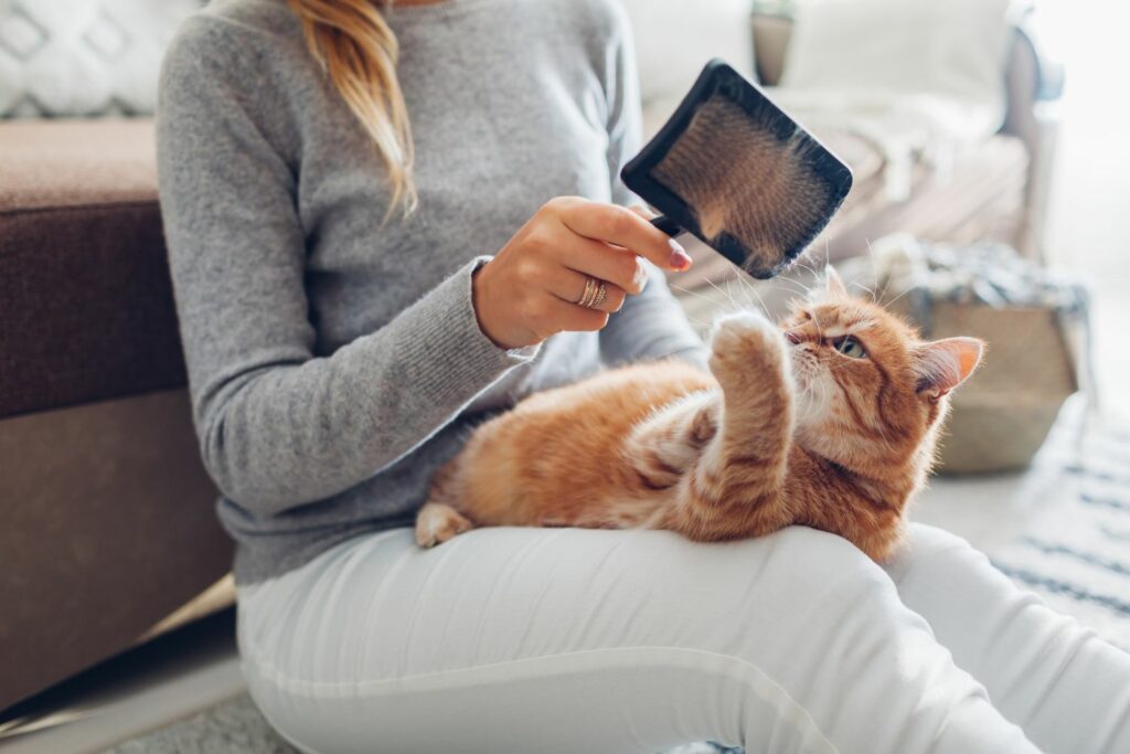 Gesundheit Katze: Bürsten