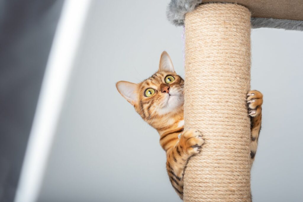 Gesundheit Katze: Kratzbaum