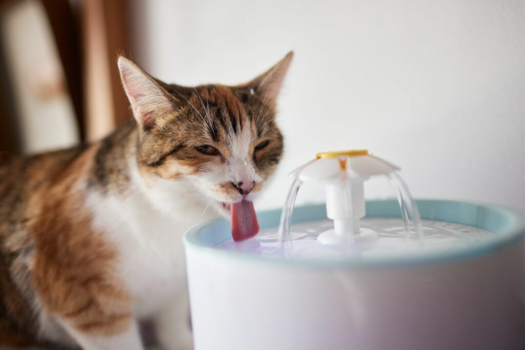 Gesundheit Katze: Wasser