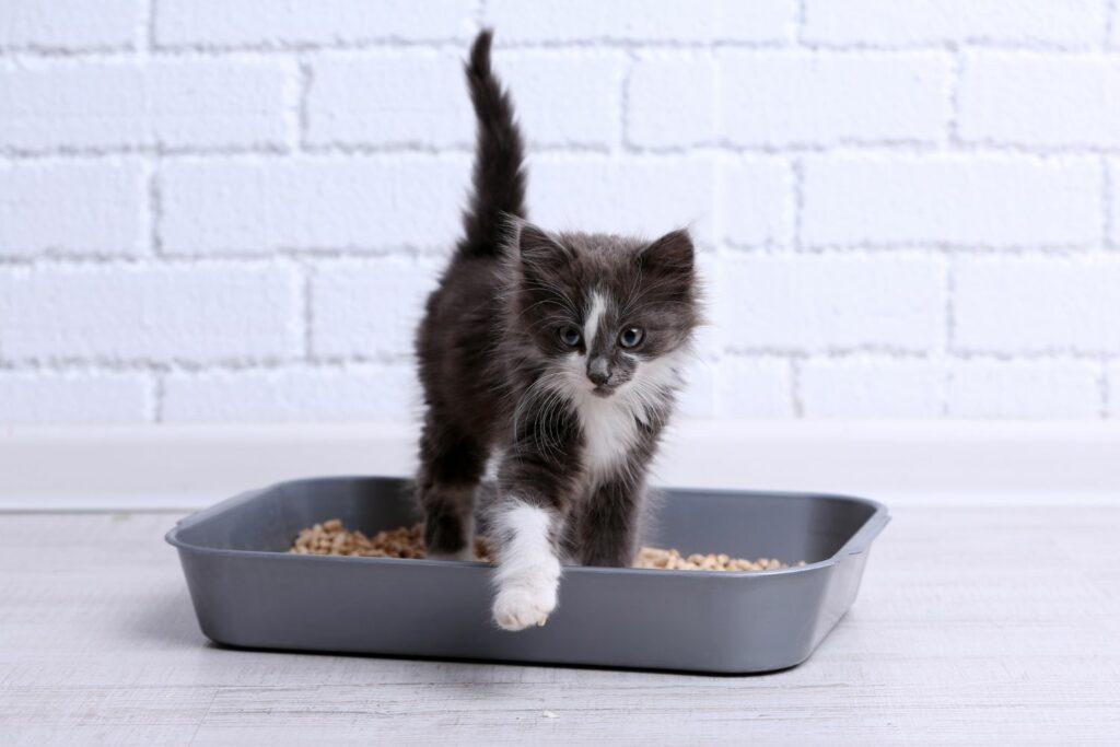 Gesundheit Katze: Katzenklo