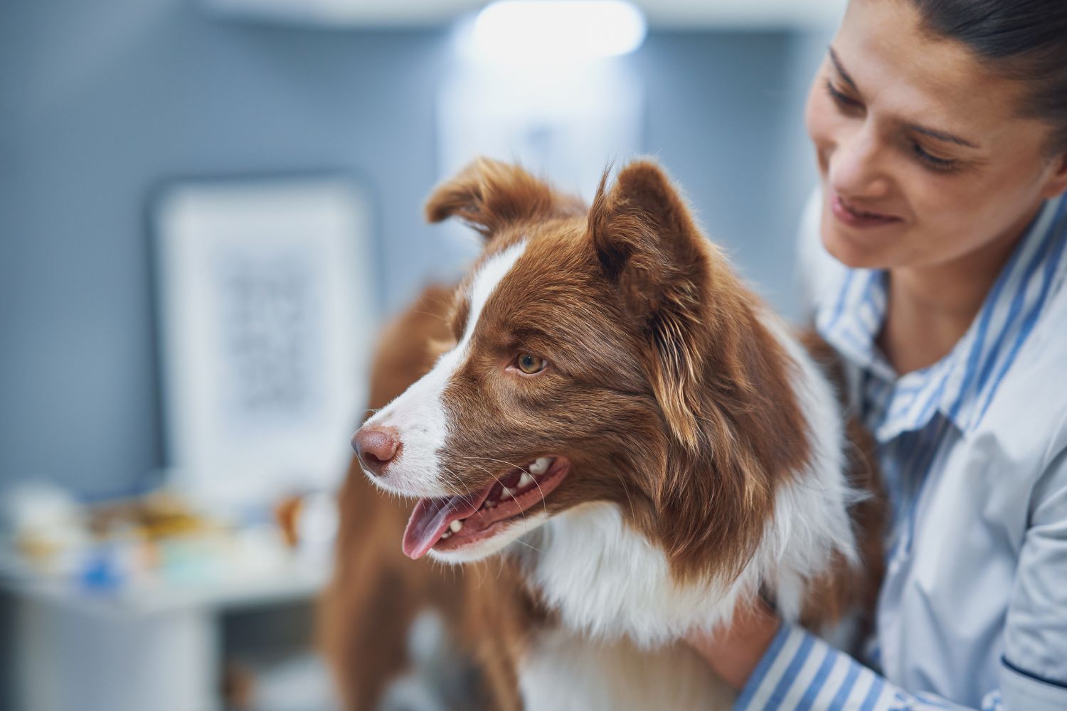 Hundekrankenversicherung: Wissenswertes Für Hundehalter