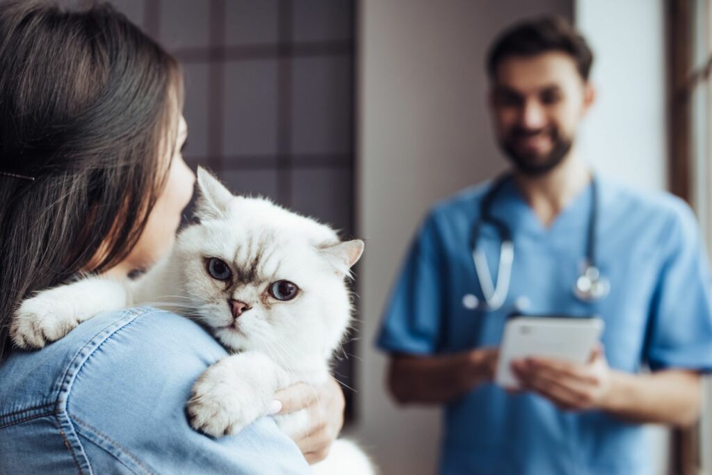 Katzenkrankenversicherung: Tierarztbesuch