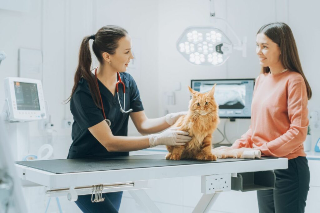 Katzenkrankenversicherung: Untersuchung beim Tierarzt