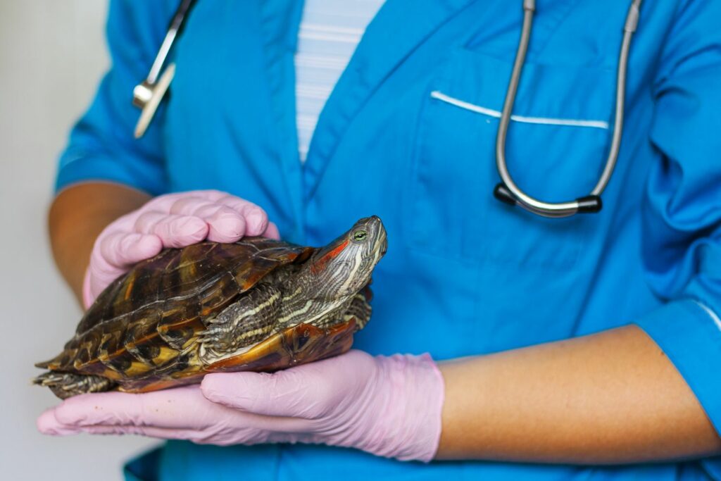 GOT für Tierärzte: Reptilien