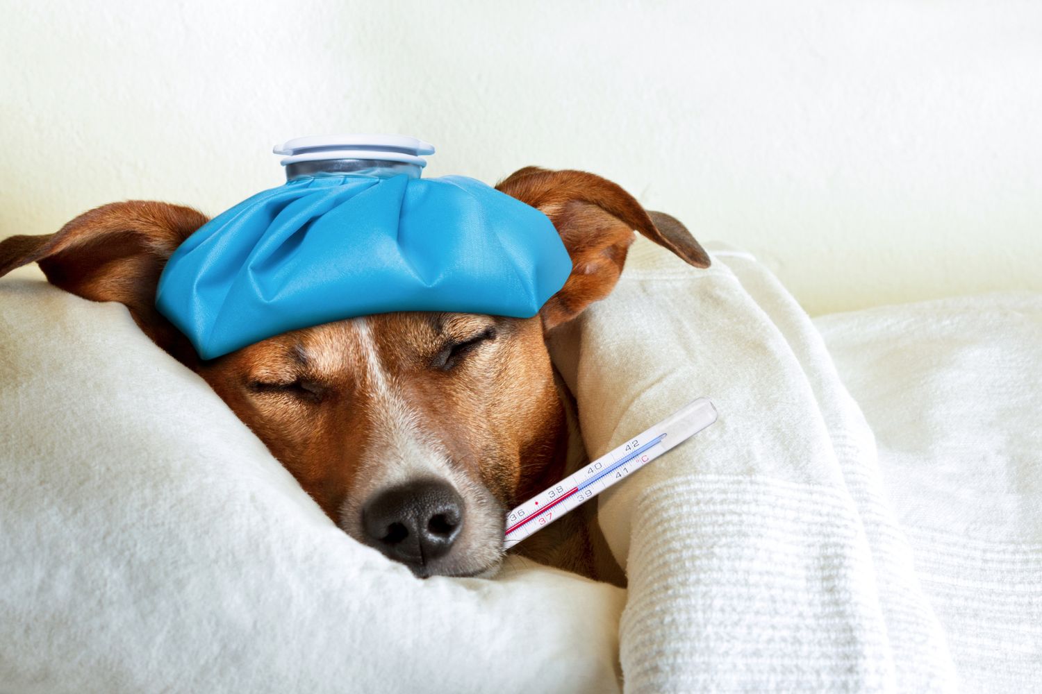 Hundekrankheiten