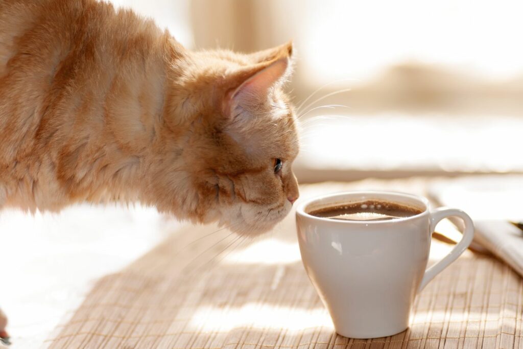giftige Lebensmittel für Haustiere: Kaffee