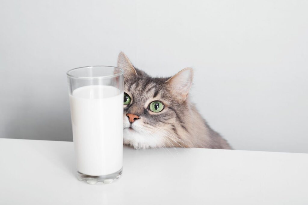 giftige Lebensmittel für Haustiere: Milch