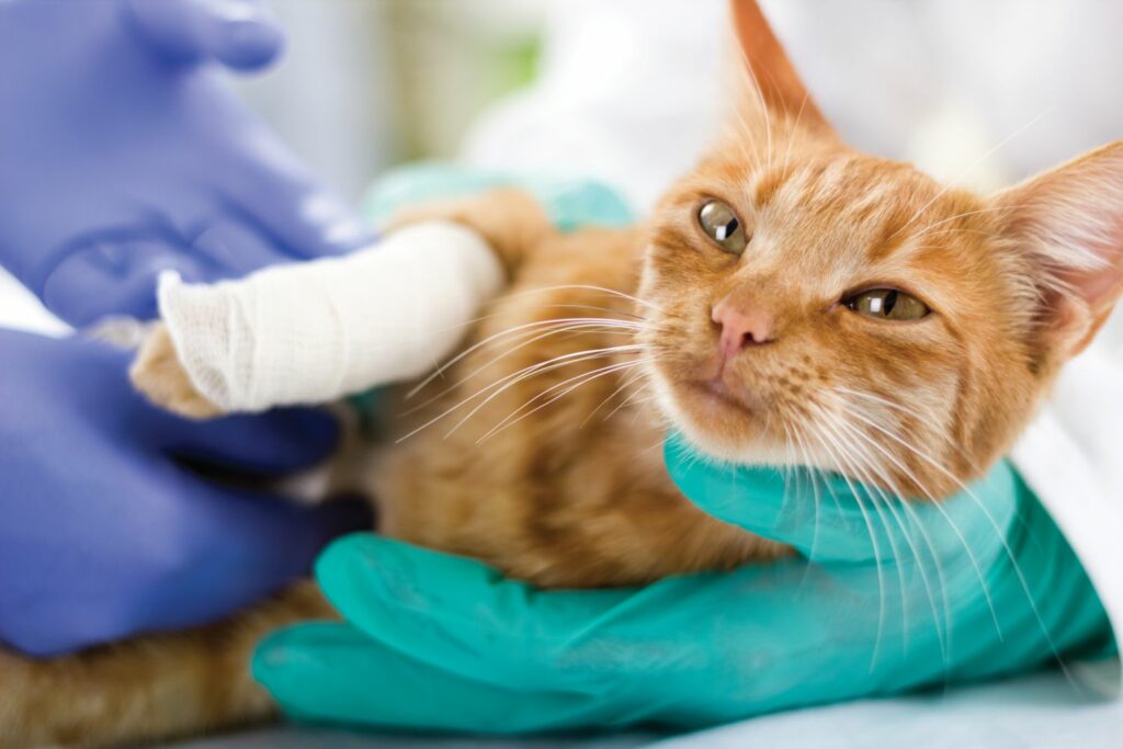 Gründe Tierversicherung: Behandlungsoptionen