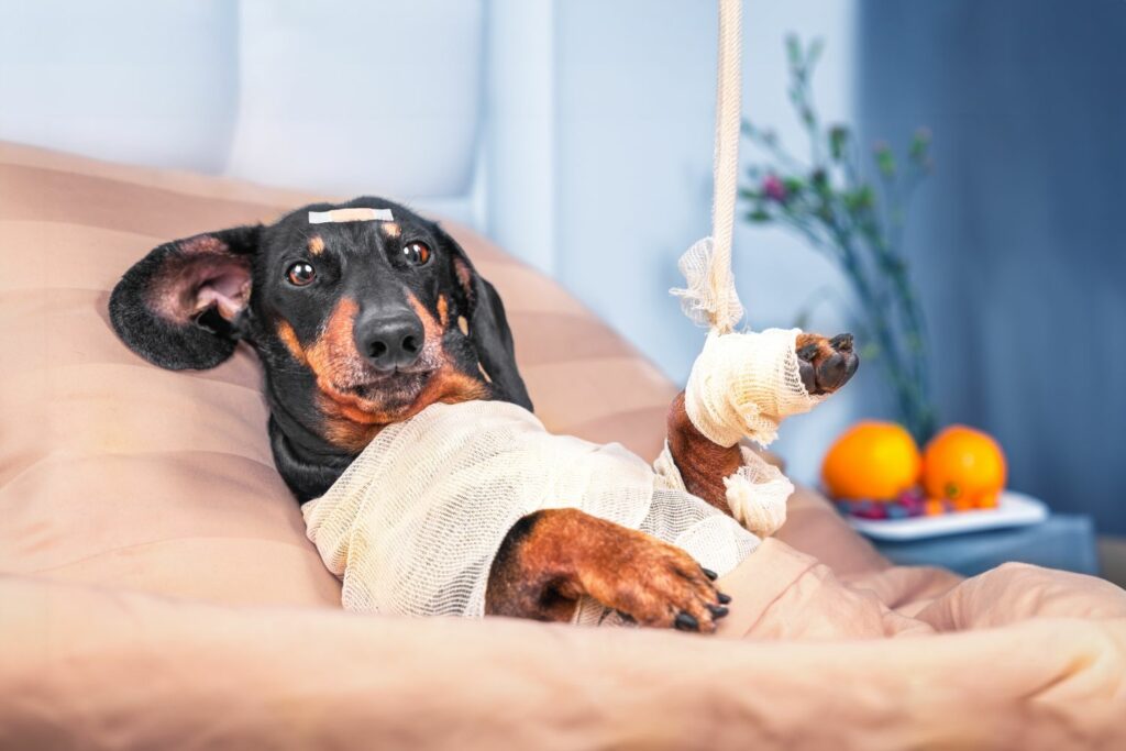 Gründe Tierversicherung: Gesundheit