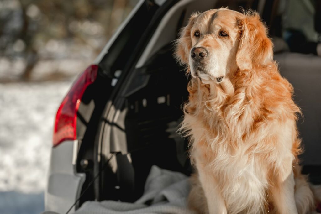 Hund im Winter vor dem Auto