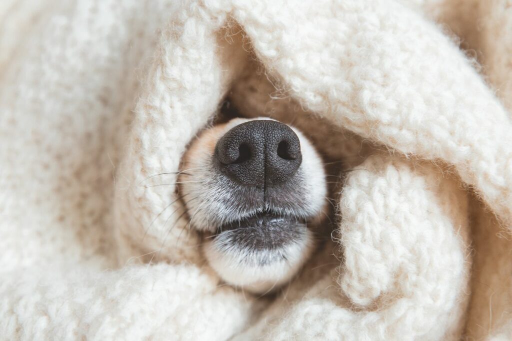Hund im Winter eingekuschelt