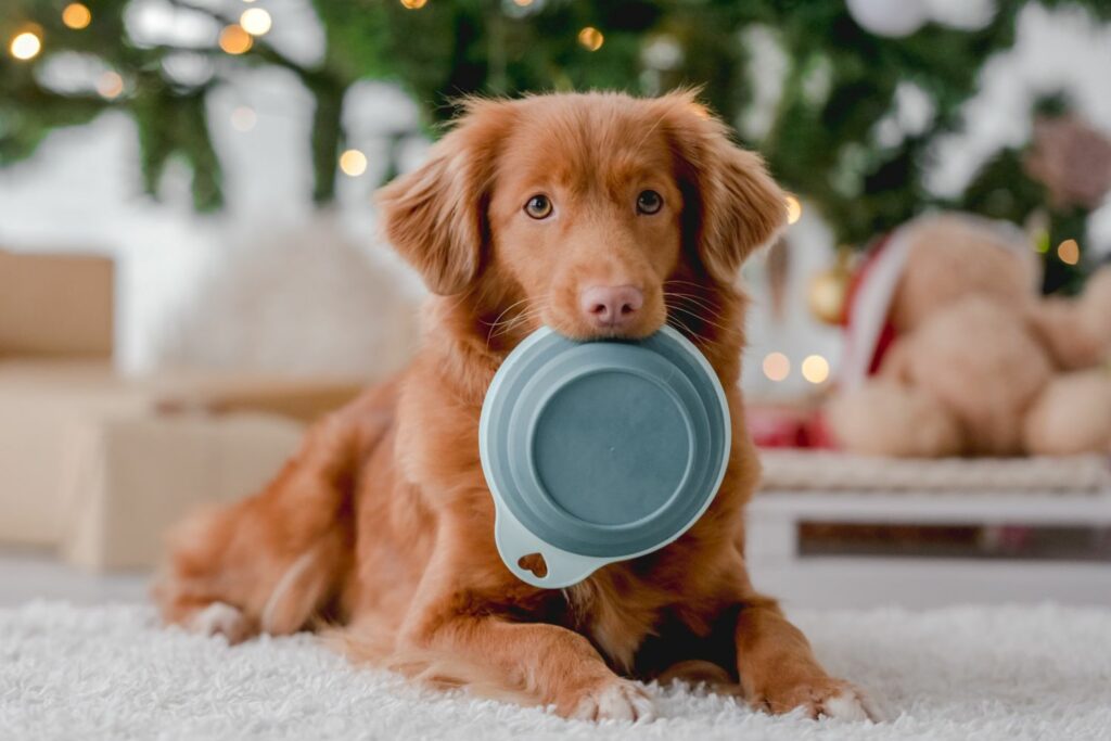 Hund im Winter Essen