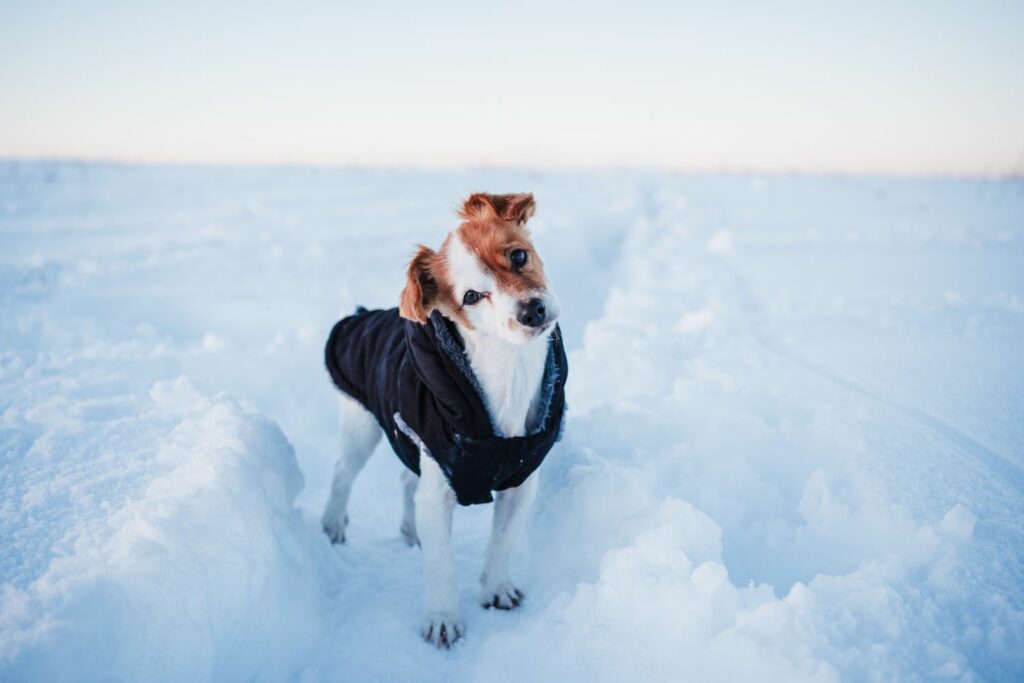 Hund im Winter mit Jacke