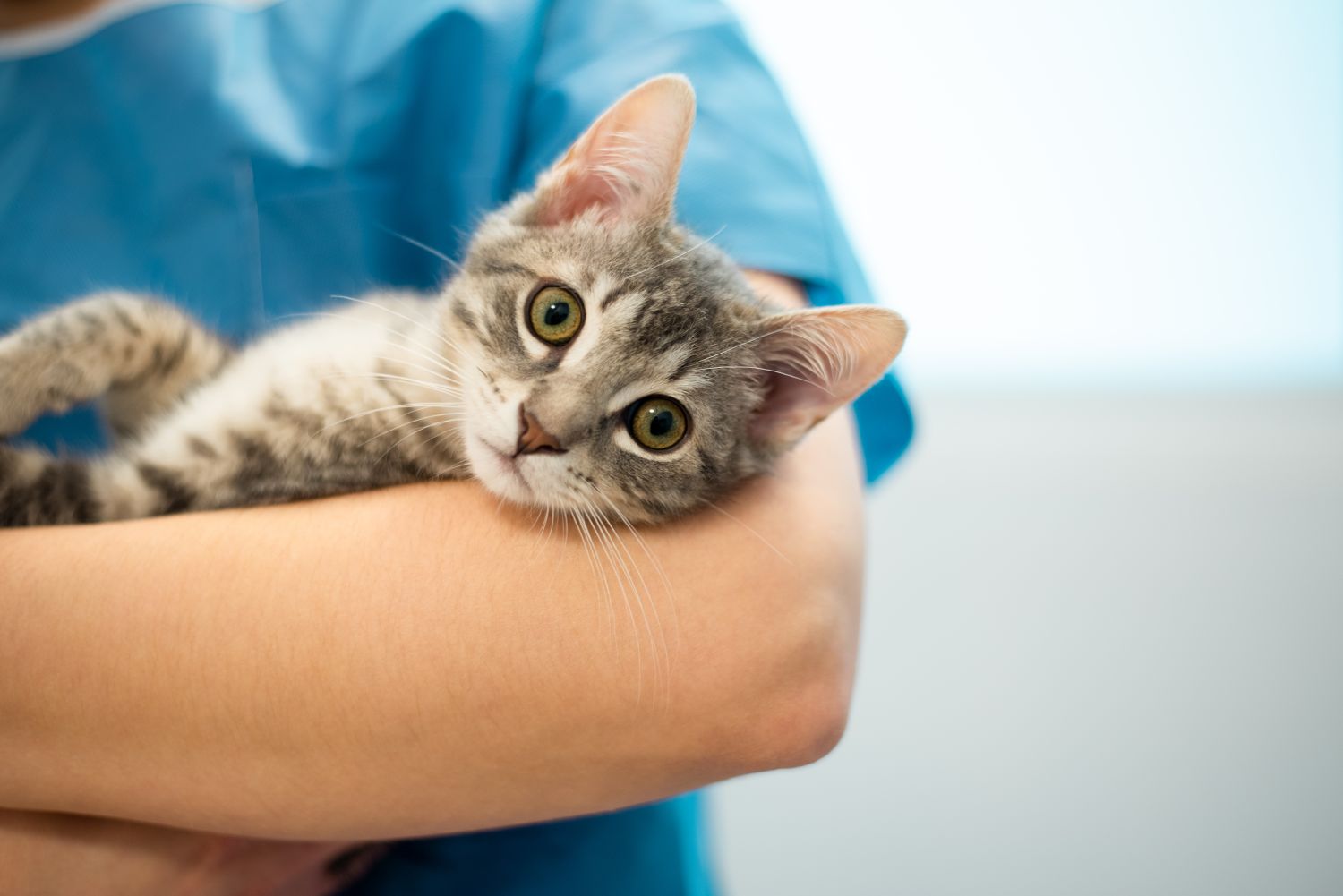 Katzenversicherung mit Kastration: 5 Anbieter im Vergleich