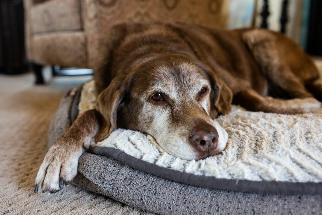ältere Haustiere: Senior Hund