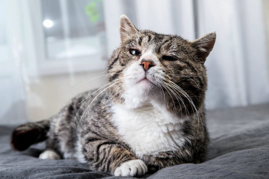 ältere Haustiere: Senior Katze