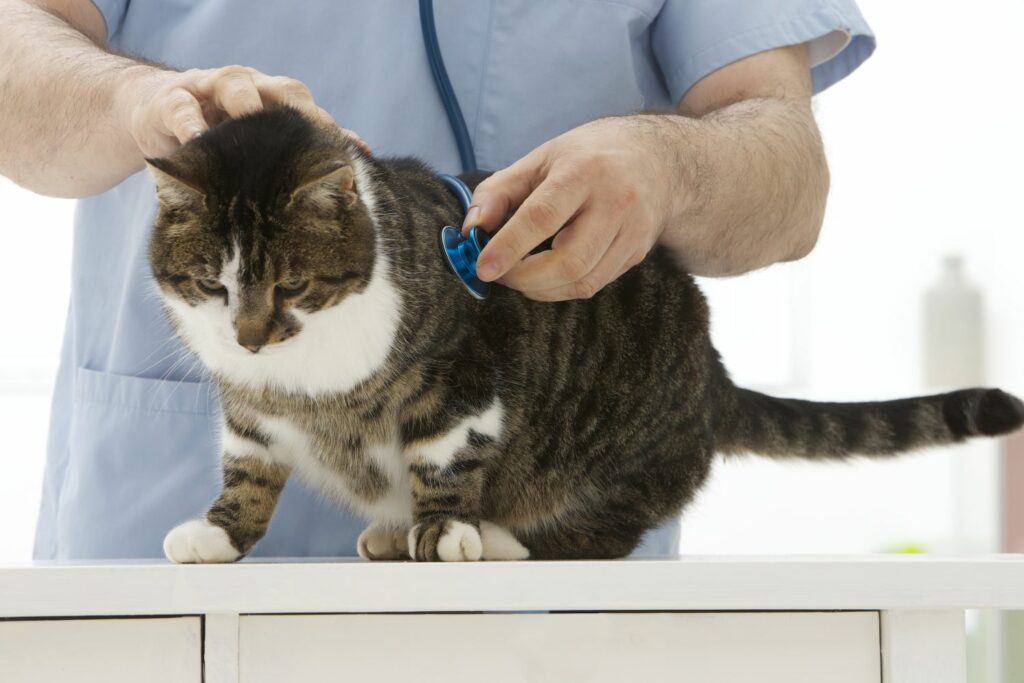 ältere Haustiere: Katze beim Tierarzt