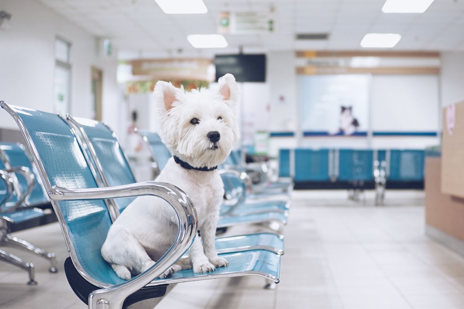 Hundekrankenversicherung ohne Wartezeit: was wirklich sofort zahlt