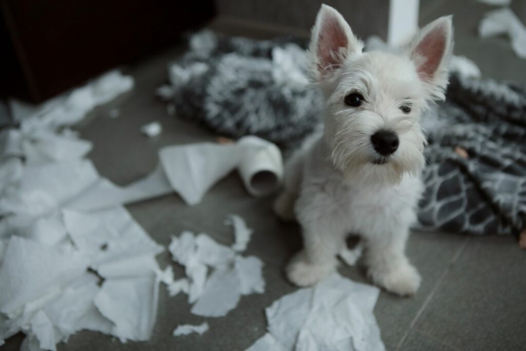 welpensicheres Haus: Klopapier