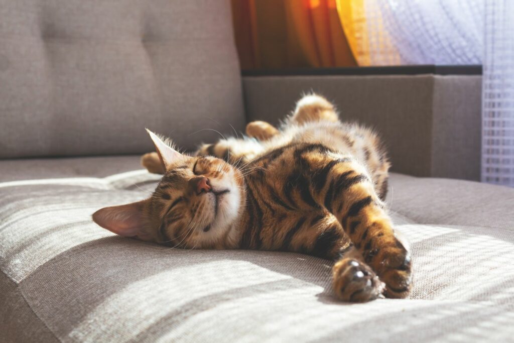 Wohnungskatze oder Freigänger: Katze auf dem Sofa