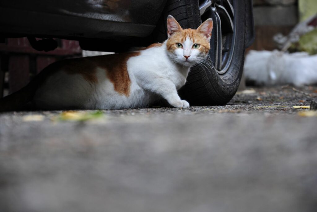 Wohnungskatze oder Freigänger: Auto