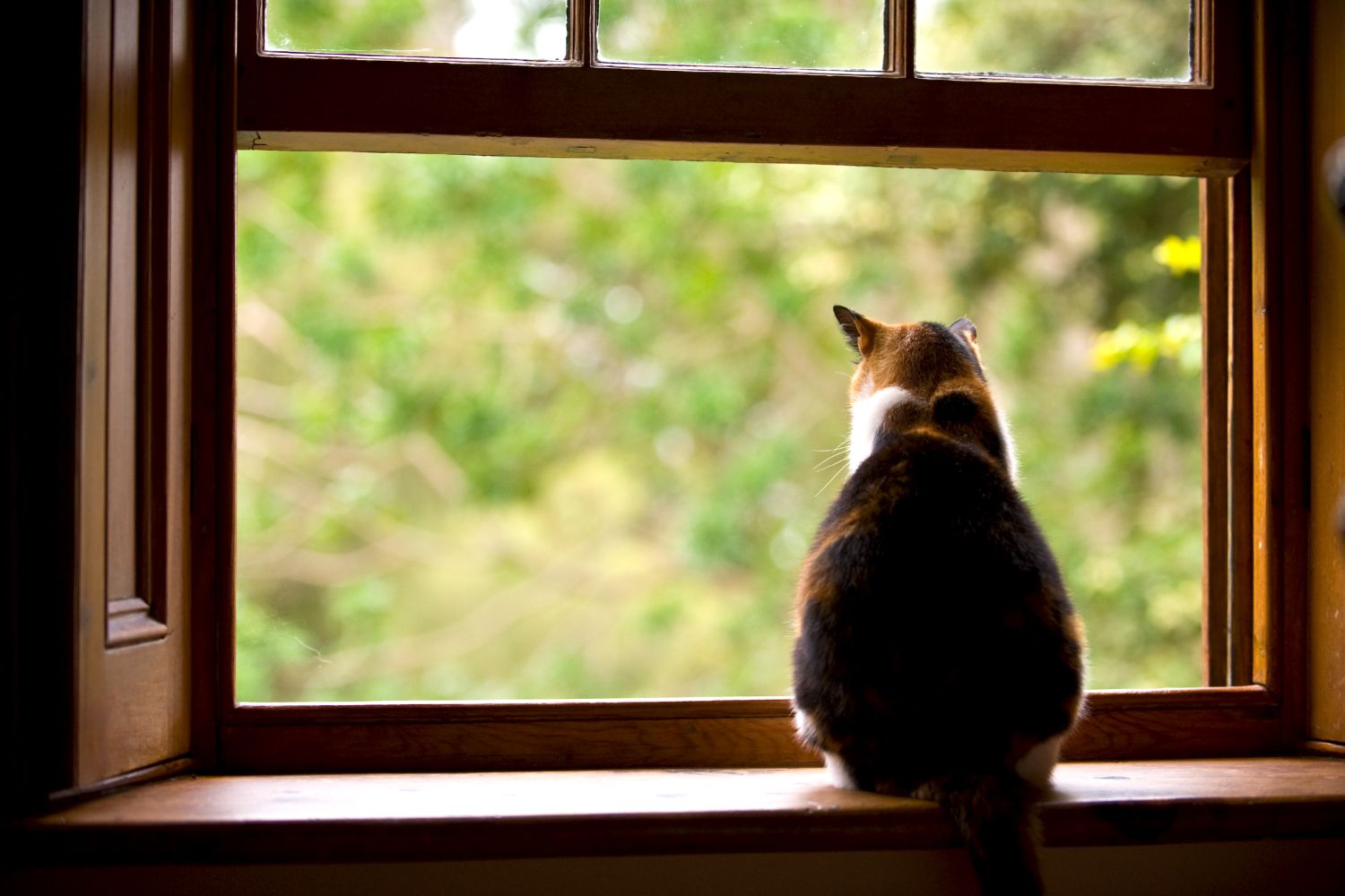 Wohnungskatze oder Freigängerkatze — was ist besser?