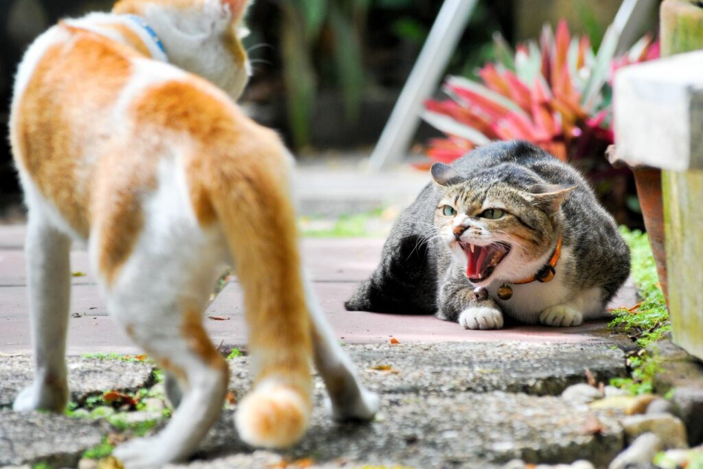 Wohnungskatze oder Freigänger: Katzenkampf