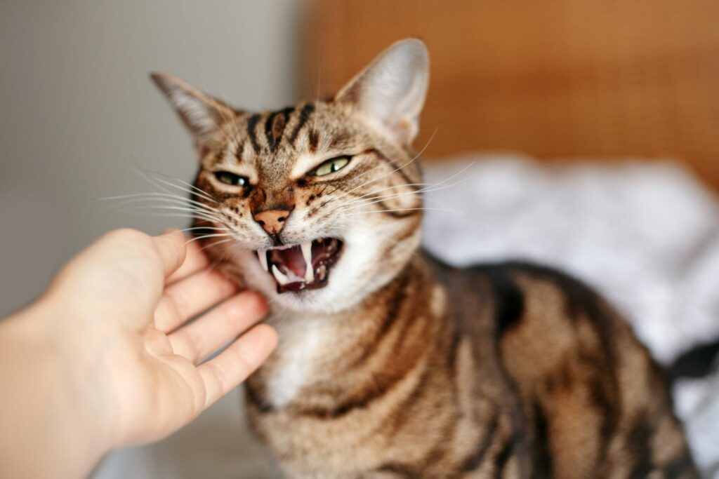 glückliche Katzen Körpersprache: gestresste Katze