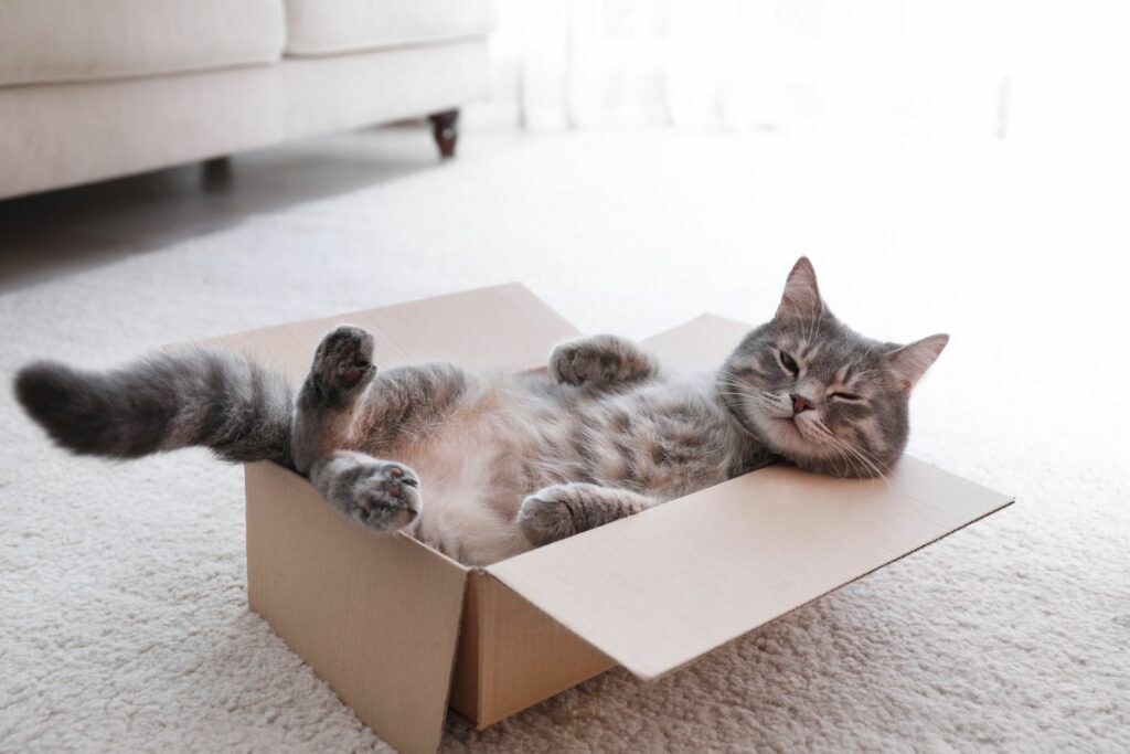 glückliche Katzen Körpersprache: zufriedene Katze