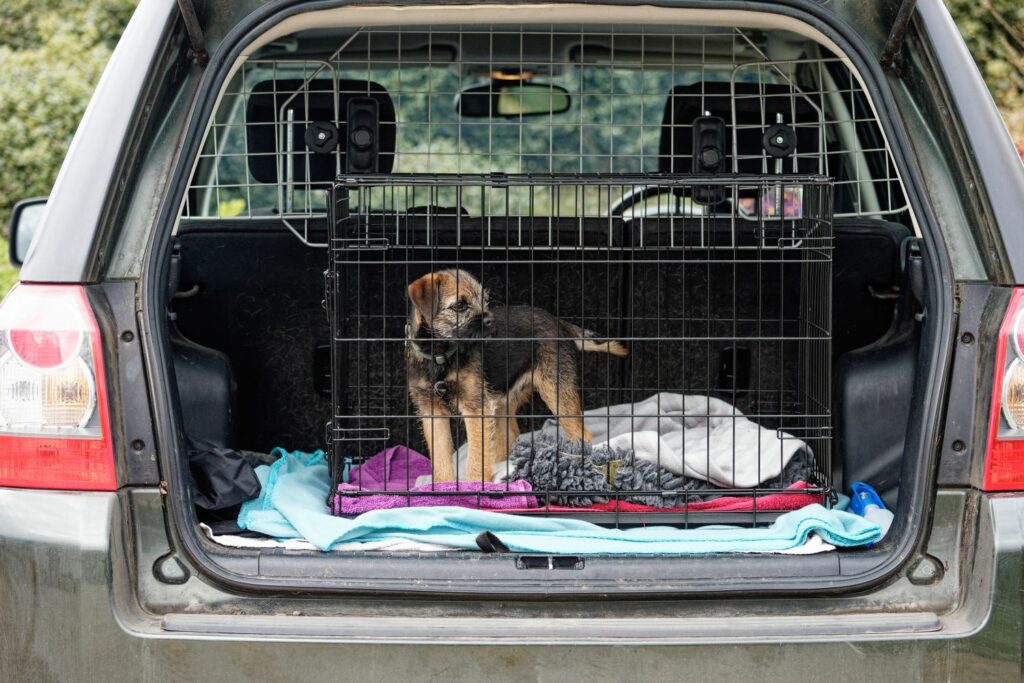 Autofahrt mit Hund: Gitterbox
