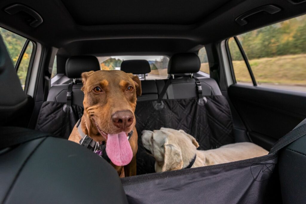 Autofahrt mit Hund: Hängematte