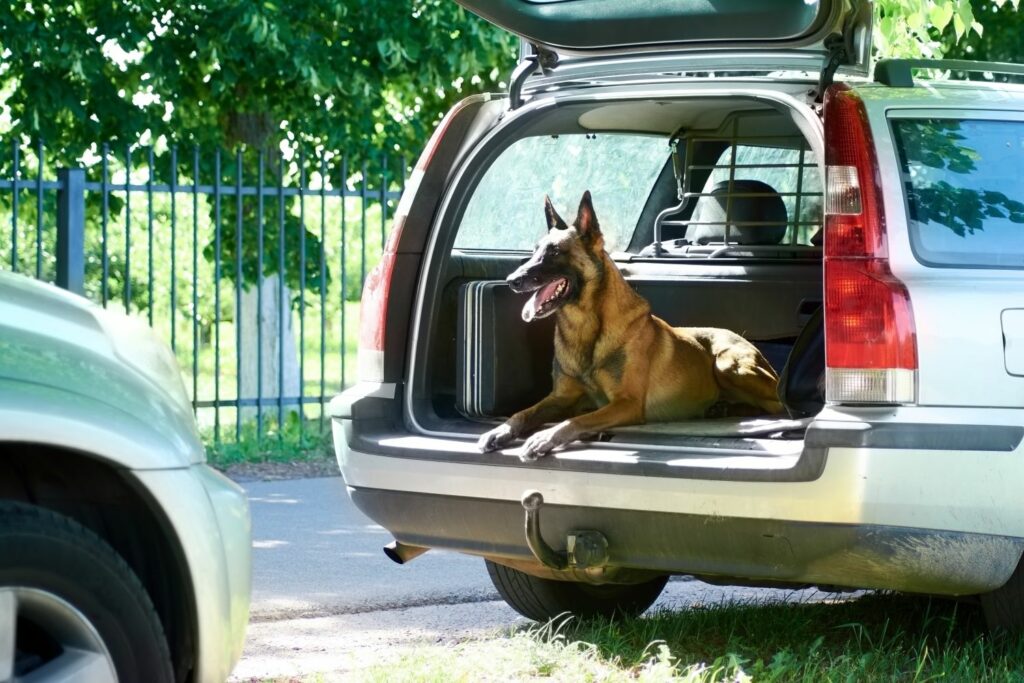 Autofahrt mit Hund: Hundegitter