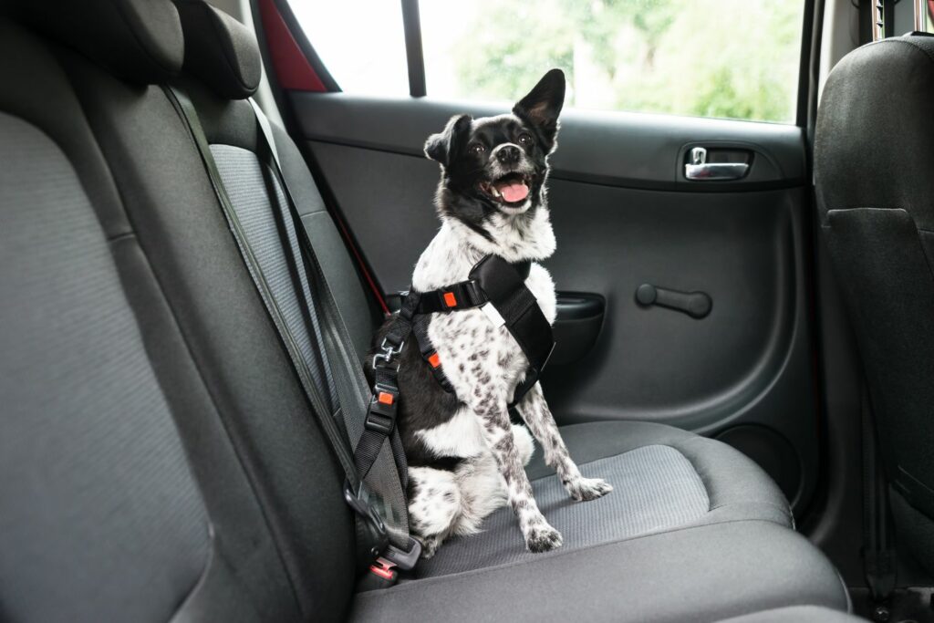 Autofahrt mit Hund: Sicherheitsgurt