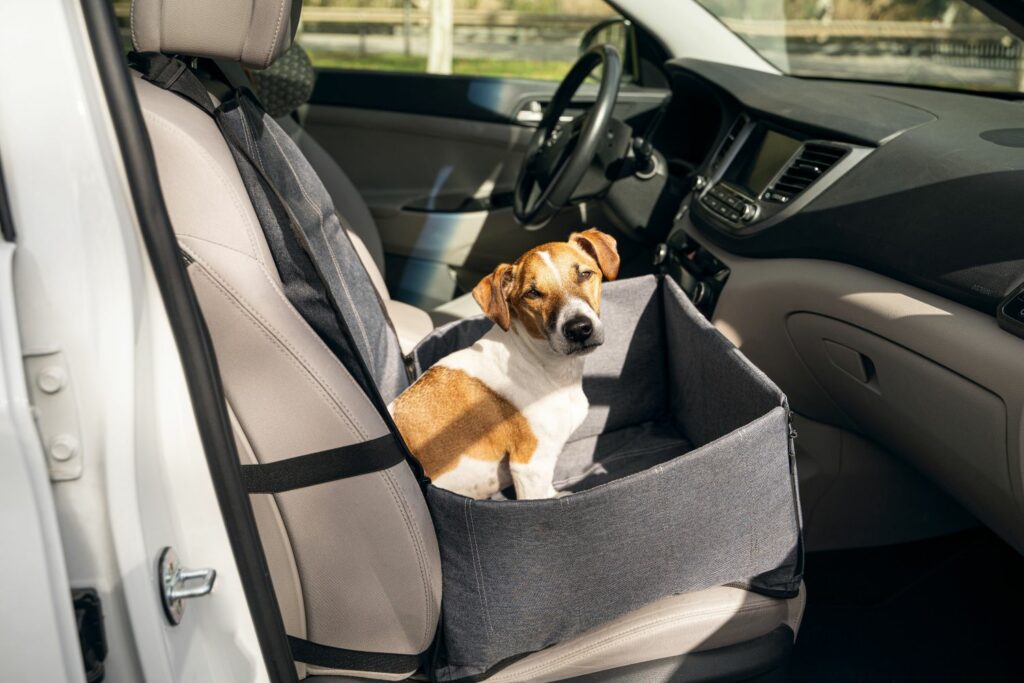 Autofahrt mit Hund: Transportbox