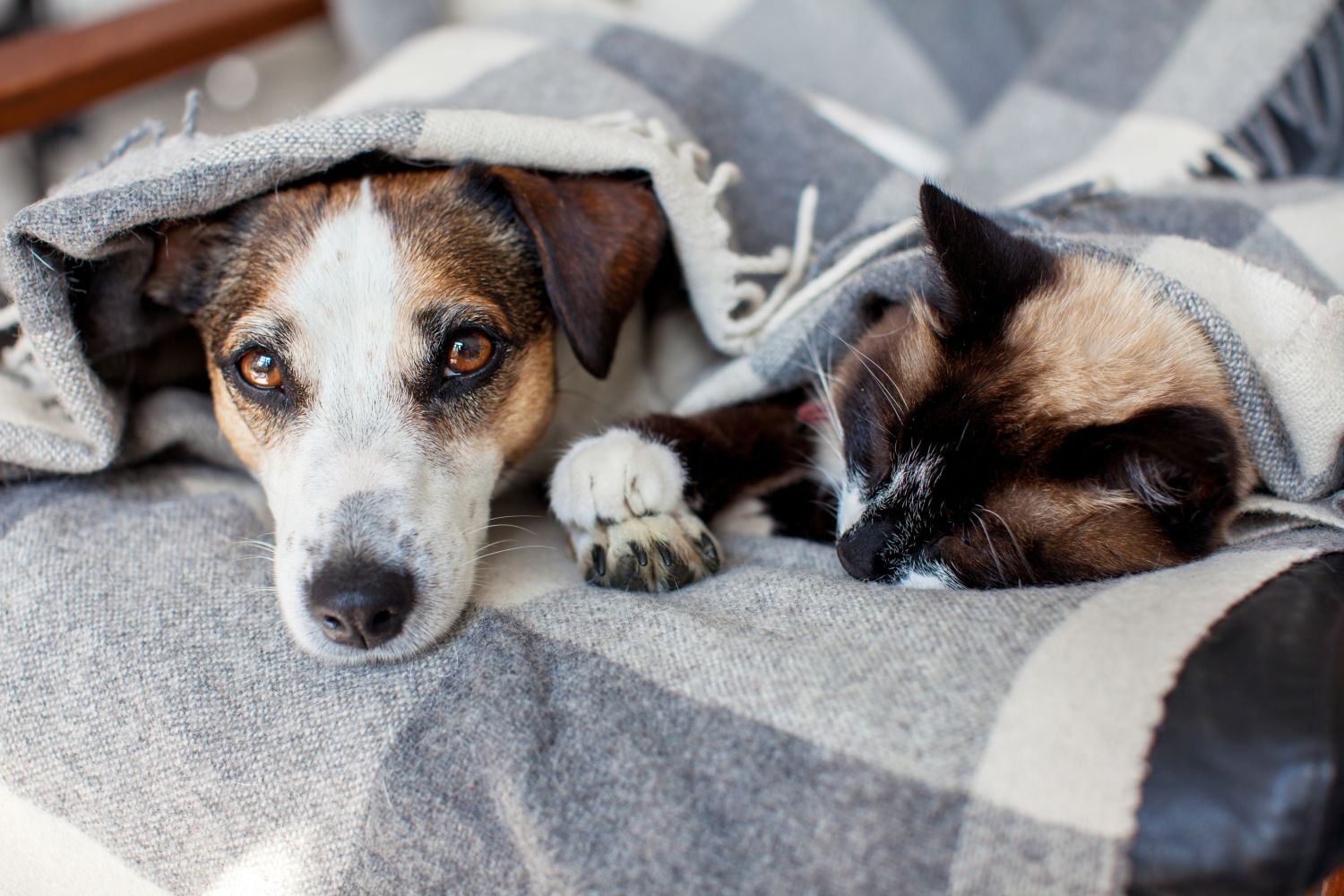 Barkibu Tierversicherung im Test: Erfahrungen, Tarife und Kosten