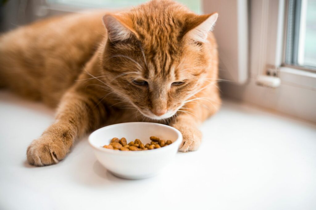 Katzenkrankheiten: Diät